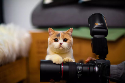 上海宸逸樂寵物